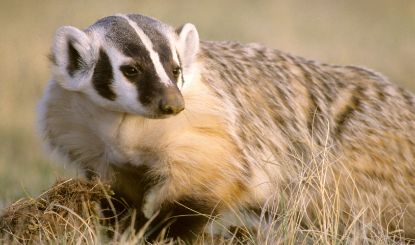 Prioritizing biodiversity in B.C. means a strong species law!