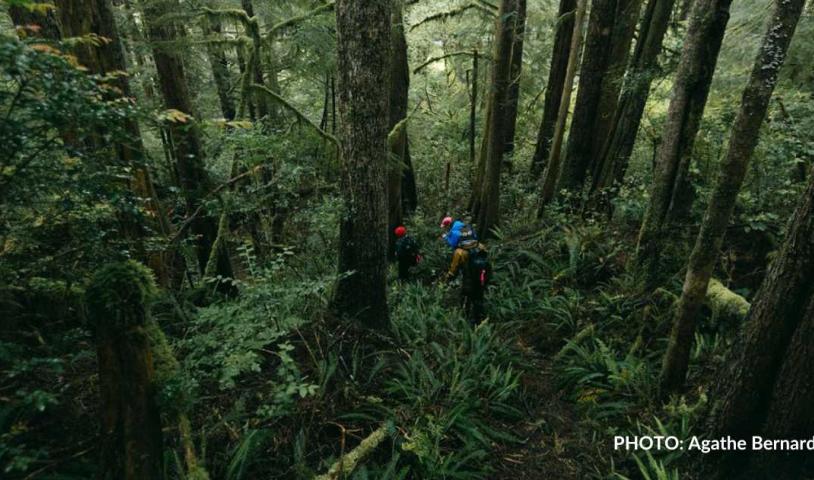 Call to stop logging endangered rainforests in BC