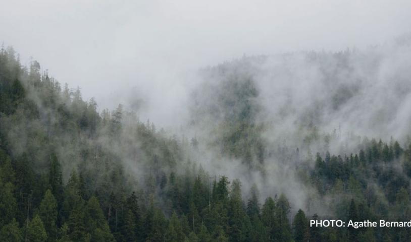 Meet with your MLA for old-growth