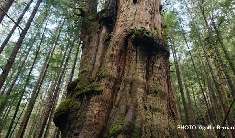 Write for old-growth forests!