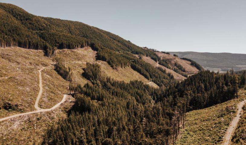 The movement to save old-growth forests