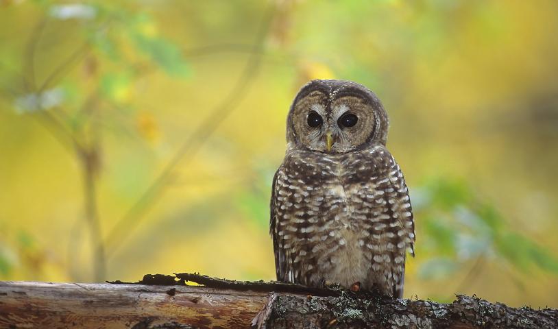 Stop the proposed Bridal Veil Mountain Resort from wrecking spotted owl habitat!
