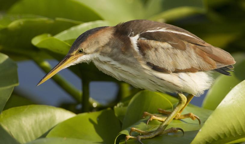 Repeal Bill 5 and Restore Protections for Endangered Species