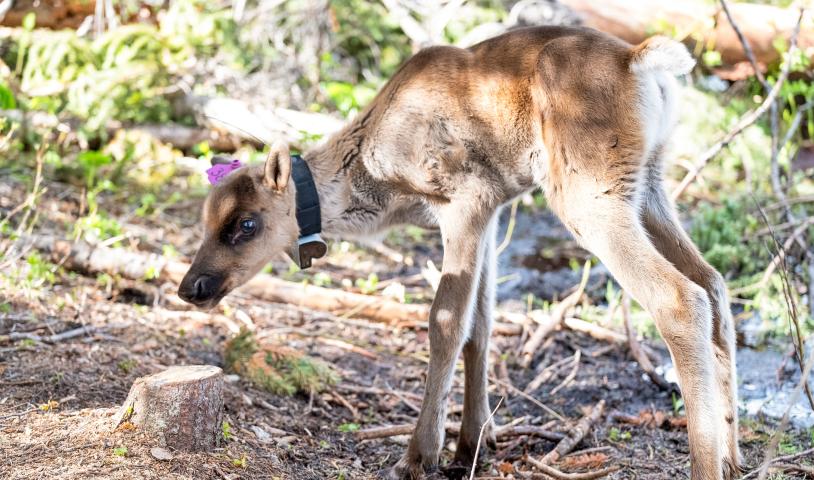 Make Manitoba care for caribou — before it’s too late!