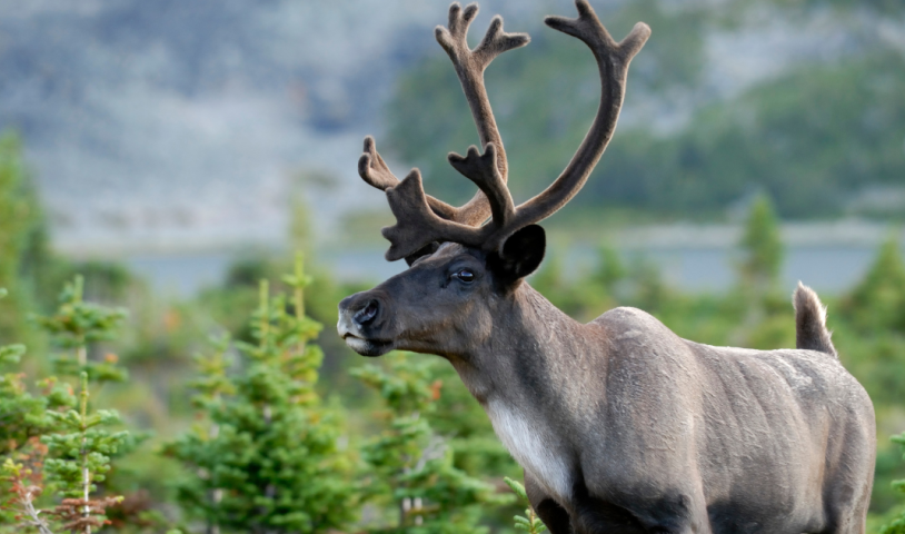 Stop the chainsaws in southern mountain caribou habitat!