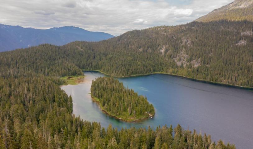 Tell B.C. to stop logging spotted owl critical habitat now!