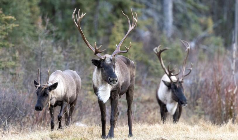No more logging permits on caribou habitat!