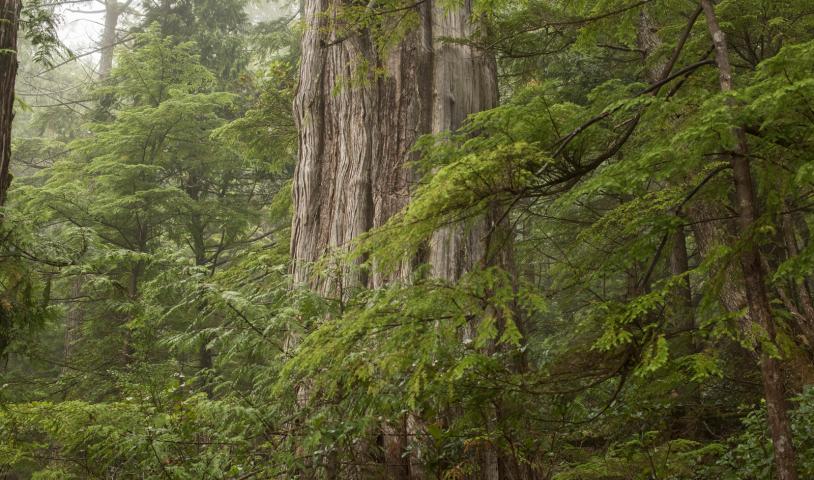 An old-growth tree standing in a forest on Nootka Island. 