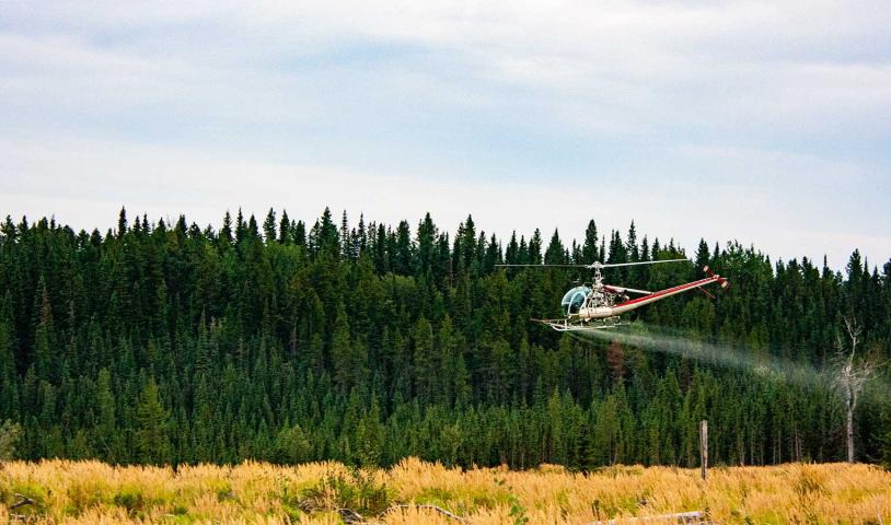 A shot of a helicopter spraying glyphosate over West Fraser cut blocks in Alberta.