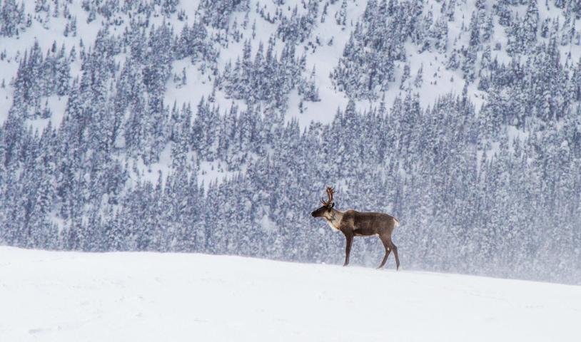 Stop species extinction in Canada
