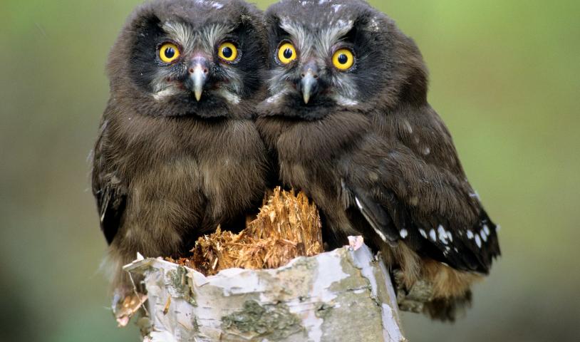 Boreal owl chicks on tree trunk.