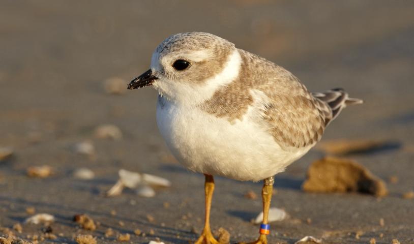 This is an image of juvenile piping plover, an endangered bird species in Canada.