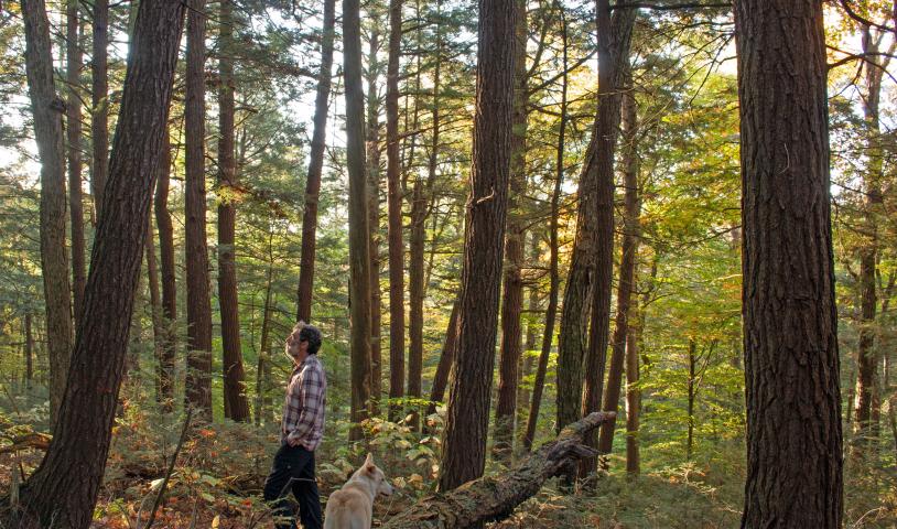 Author Mike Henry stands in old-growth forest in Algonquin Provincial Park. The sun is rising and there is golden light in the green branches. A dog with pale gold fur walks with him.