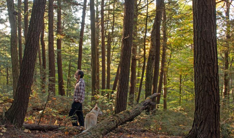Author Mike Henry stands in old-growth forest in Algonquin Provincial Park. The sun is rising and there is golden light in the green branches. A dog with pale gold fur walks with him.