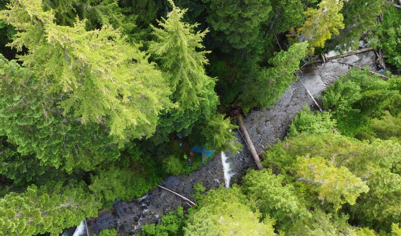 Top down shot of forest in Tea Pot Valley