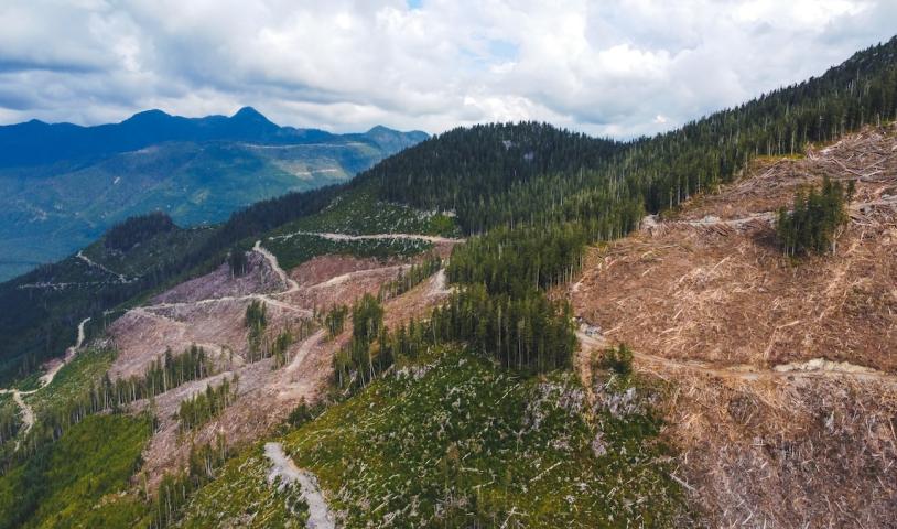 This is an image of a clearcutting in old-growth forests in North Vancouver Island.