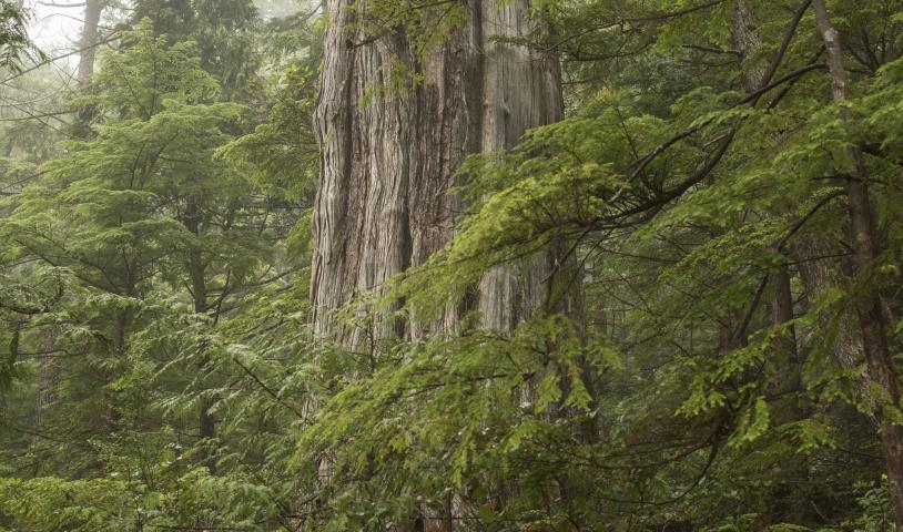 Cedar tree in Nuchatlaht Territory, end of description.