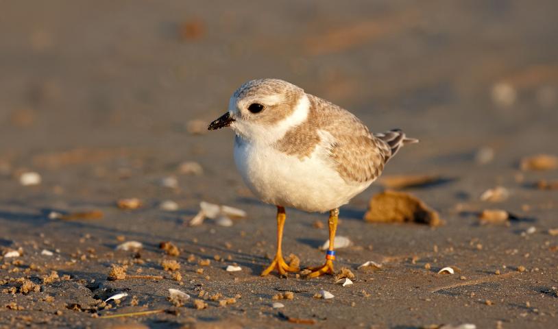 This is an image of juvenile piping plover, an endangered bird species in Canada.