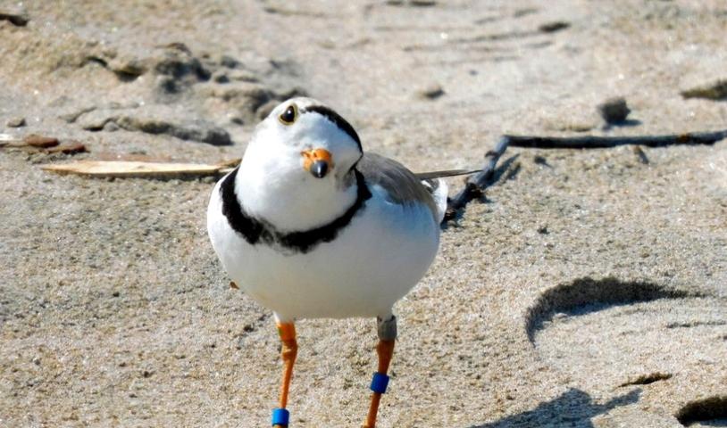 This is an image of a piping plover on Wasaga Beach, Ontario