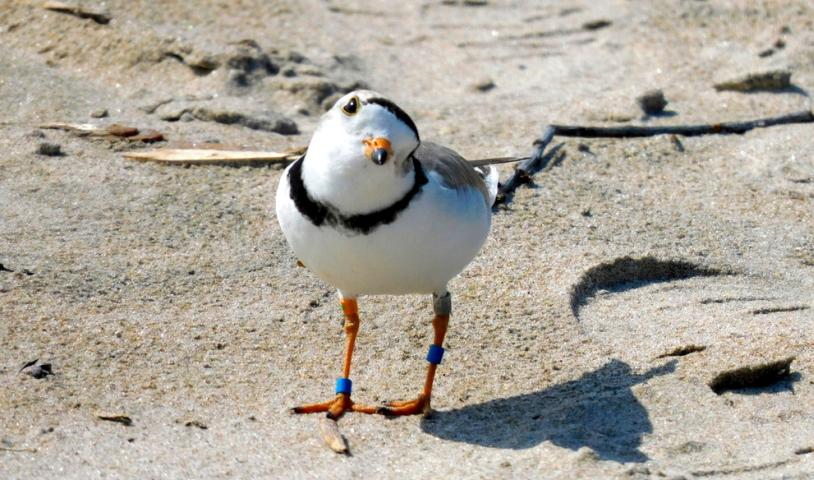 This is an image of a piping plover on Wasaga Beach, Ontario