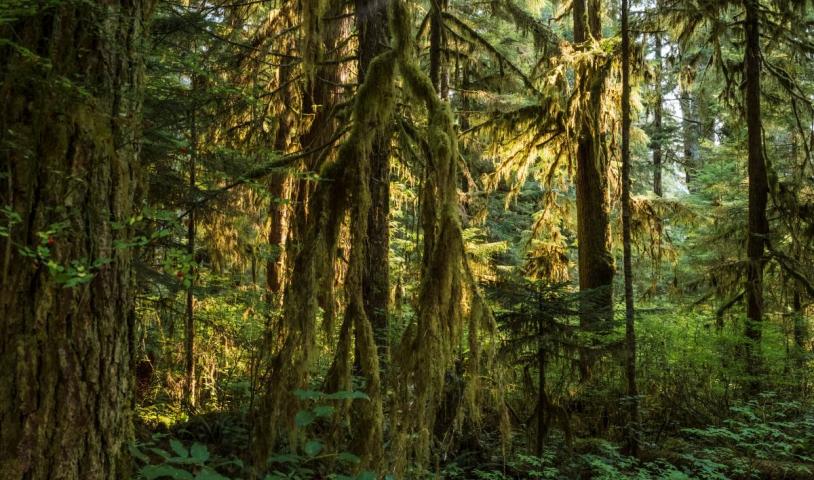 This is an image of old-growth trees in the Walbran forest