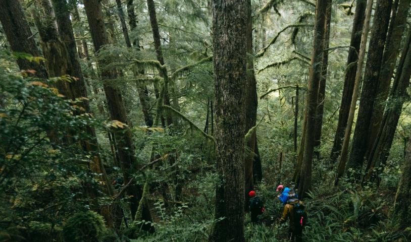 Rugged Coast Research group in old-growth forest