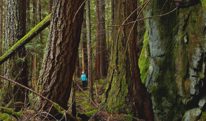 Someone in a bright teal rain jacket stands at a distance through giant, mossy old-growth trees.