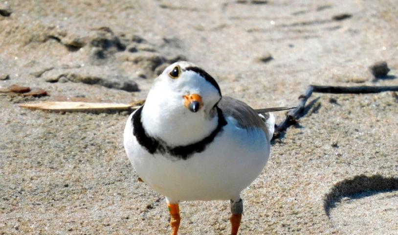 This is an image of a piping plover on Wasaga Beach, Ontario