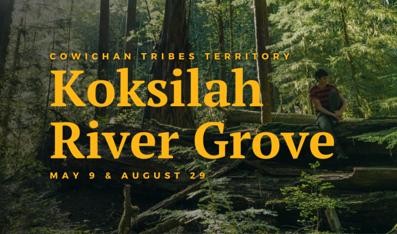 A person sitting on a log in an old-growth forest. Text on the image says "Cowichan Tribes Territory. Koksilah River Grove. May 9 and August 19." End of image description.