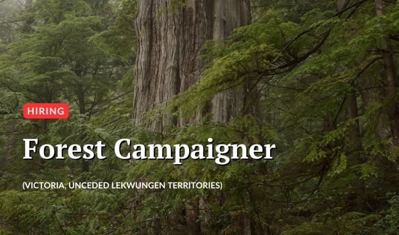 A forest with text over the image that says "hiring, forest campaigner, Victoria unceded Lekwungen Territories.