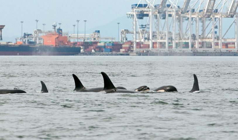 Southern resident killer whale pod near Roberts Bank terminal.