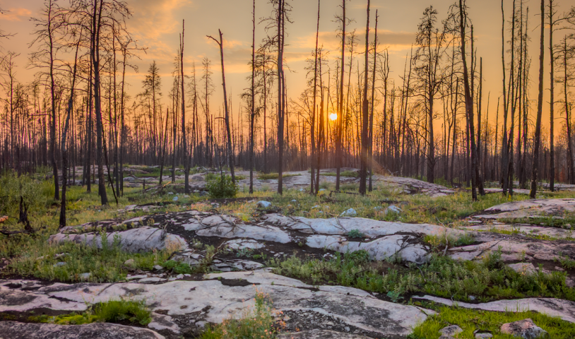 A photo of Nopiming forest after a fire - the trees are bare and the sun is setting in the distance. End of image description.