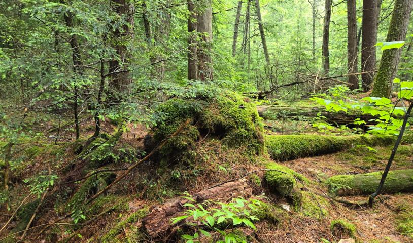 This is a picture of an old-growth forest in Ontario