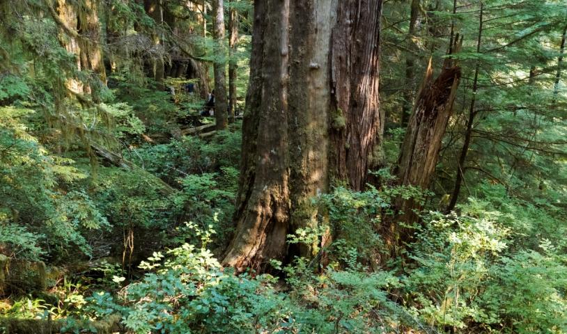 This is an image of an old-growth tree in Walbran Valley, B.C.