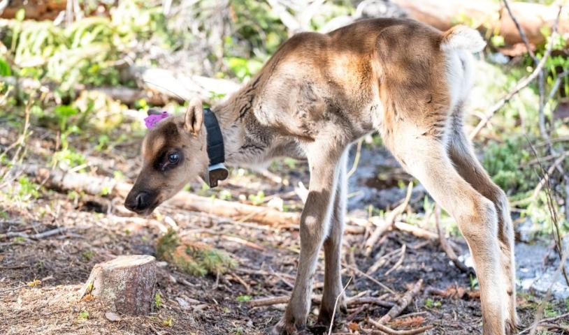 A caribou calf stands on unsteady legs with a tracking collar around its neck in a West Moberly breeding pen.