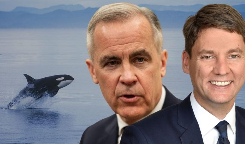 A killer whale in the background, two photos of Mark Carney and David Eby in the foreground. End of image description.