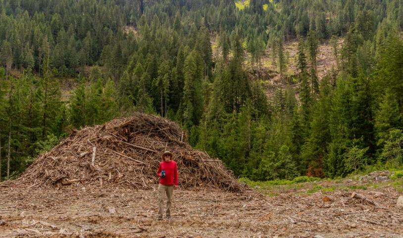 Fire Lake - a man in a red shirt is standing in a forest in a clear cut. There is a pile of log and wood behind him from logged old-growth trees. End of image description.