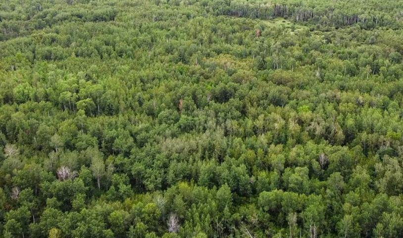 An aerial shot of an aspen forest in Manitoba. End of image description.
