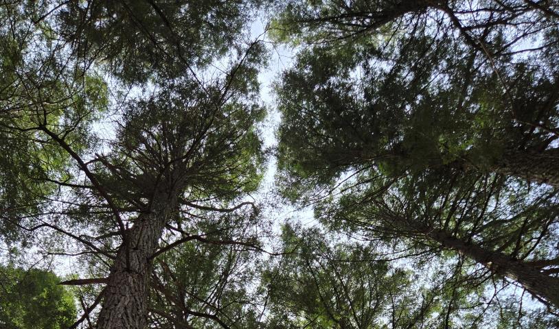 Shot of old-growth forest canopy in Catchcoma forest. End of description. 