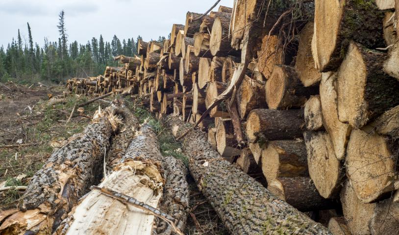 A photo that shows the long length of a tall pile of wood logs in Duck Mountain Park.