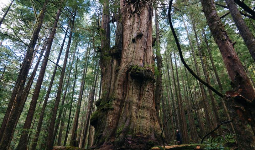 An old-growth tree in the forest. End of image description. 