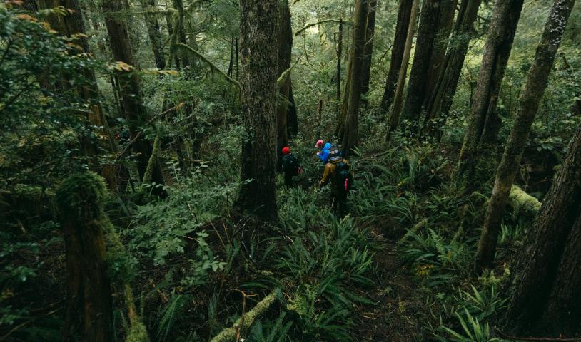 A group of people walking through the forest. End of image description.