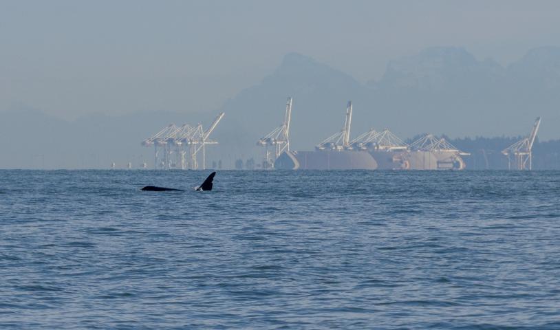 A Killer whale breaches on a vast blue sea. Signs of industry loom in the background.