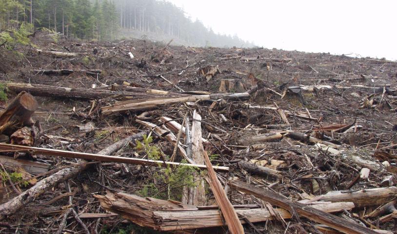 Clearcut 