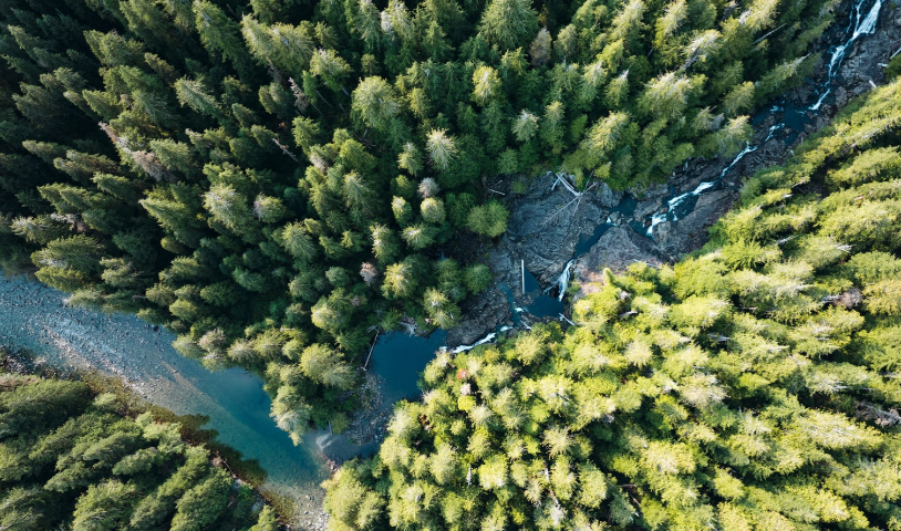 An aerial shot of Walbran Valley, a river is flanked on either side by abundant old-growth forests. End of image description.