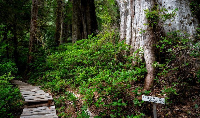 A forest with a giant tree on one side, and a wooden trail on the left side. A sign reads "Emerald Giant" referring to the tree. Walbran Valley. End of image description,