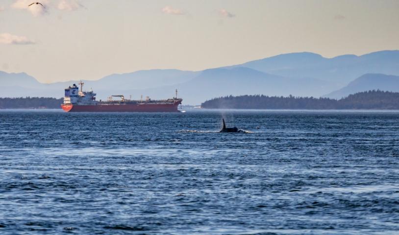 This is an image of an orca swimming in the Salish Sea.