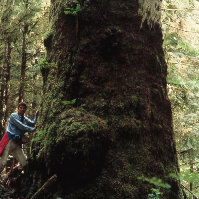 Carmanah Valley record-sized sitka spruce