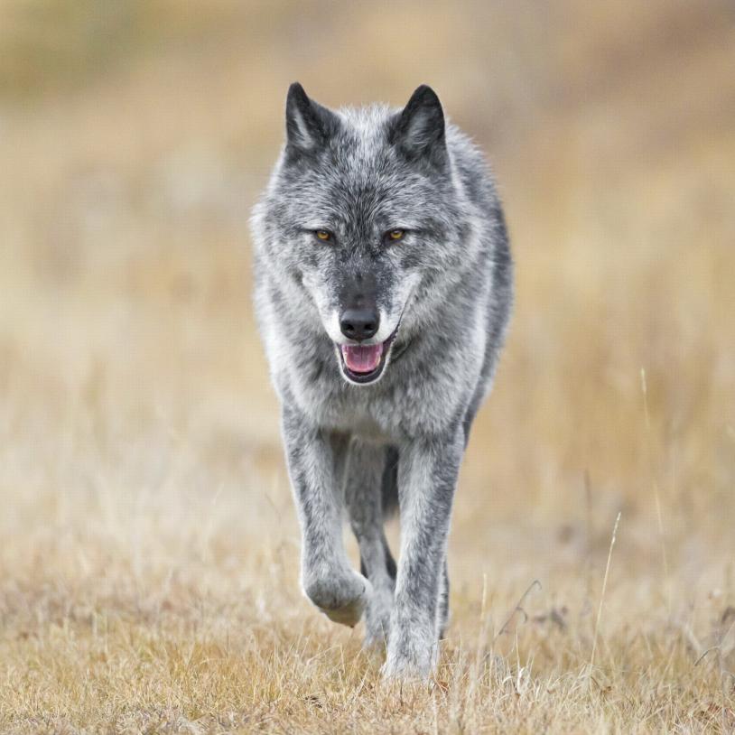 Court Win for the wolves