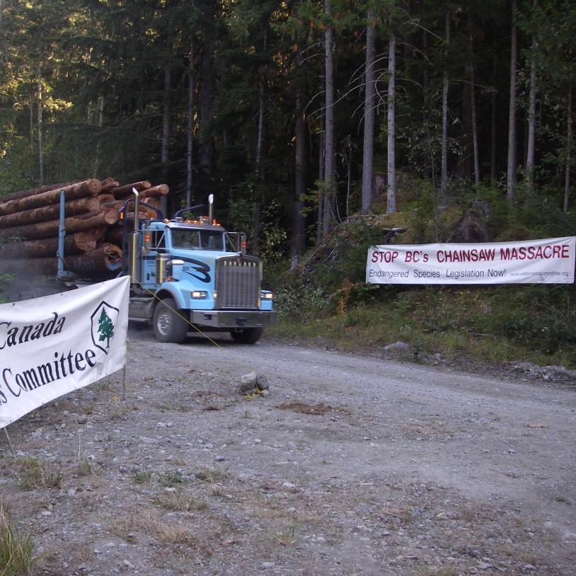 Spotted owl camp at S&M Creek